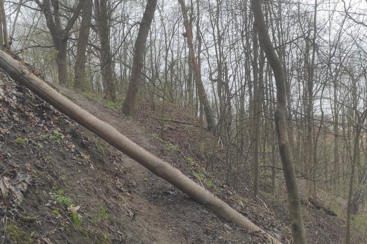 Vėjas išvertė kelius medžius. Pirmasis griuvo sausuolis ant Altanos kalno šlaito, einant nuo Didžiosios Griovos.