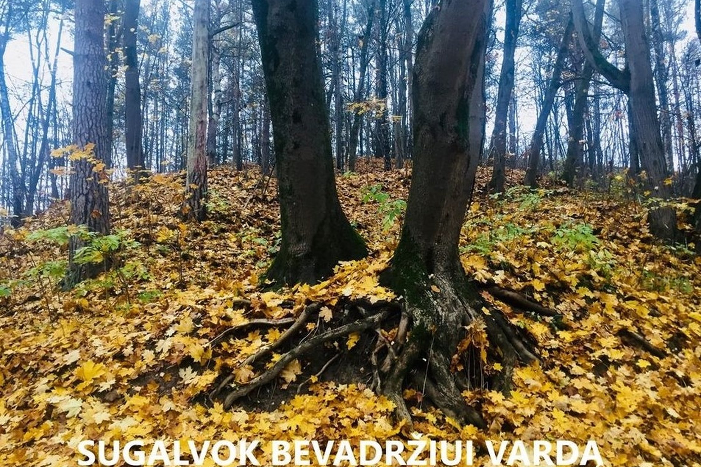 Iliustracija
