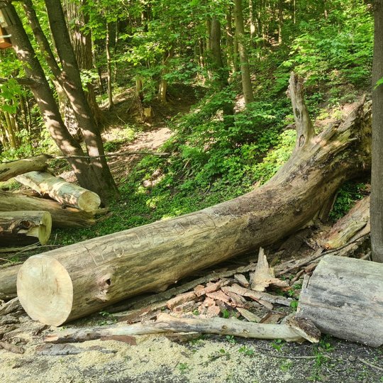 Netoli Bekešo kalno laiptų Vilniaus dailės akademijos link, palei Vilnios krantą, kelią pastojo nuvirtęs medis. Nuotraukoje jis jau supjaustytas kelmais.