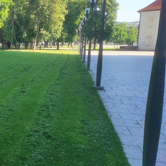 Nušienauta Mindaugo skvero veja. Netoli Naujasis arsenalas.