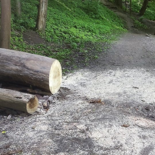 Netoli Bekešo kalno laiptų Vilniaus dailės akademijos link, palei Vilnios krantą, kelią pastojo nuvirtęs medis. Nuotraukoje jis jau supjaustytas kelmais.