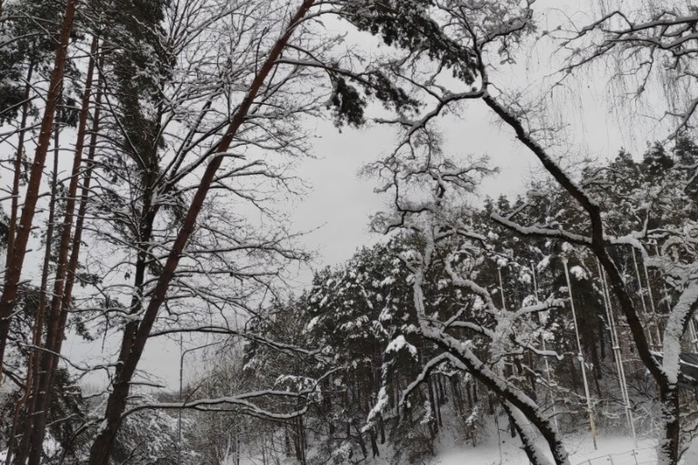  Kalnų parko pradžia, kelias į Trijų Kryžių kalną. Kelias turi užtvarą. Aplinkui daug sniego. Pušys yra apsnigtos, nulinkusiomis šakomis. Viena pušis nuo sniego gausos pavojingai palinkusi virš tako.
