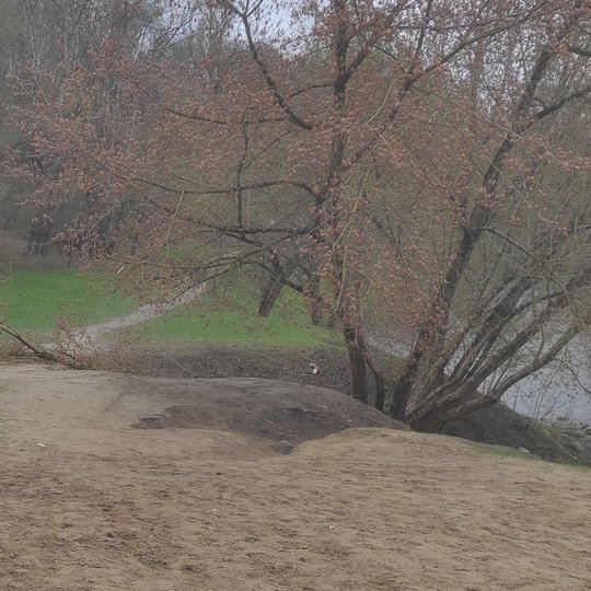 Antrasis medis atsigulė Bekešo kalno prieigose, prie Vilnios (Vilnelės).