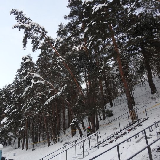 Dainų slėnio estrada. Dešinėje apsnigtas gražus pušynas. Visur daug sneigo. Darbininkas apžiūri pavojingai pasvirusias pušis. Jos bus nupjautos, nes kelią pavojų žmonėms.