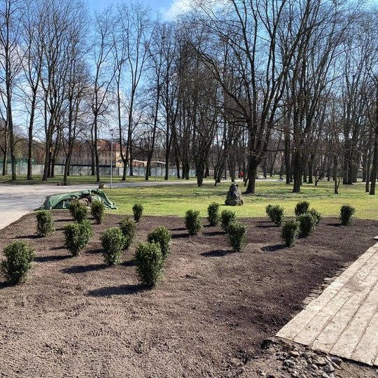 Sutvarkytas Gedimino kalno papėdėje gėlynas. Susodinti kukmedžiai ir rožės. Rožės labai jaunos, tad nuotraukoje jų nesimato. Šviečia saulė ir yra graži pavasario diena.