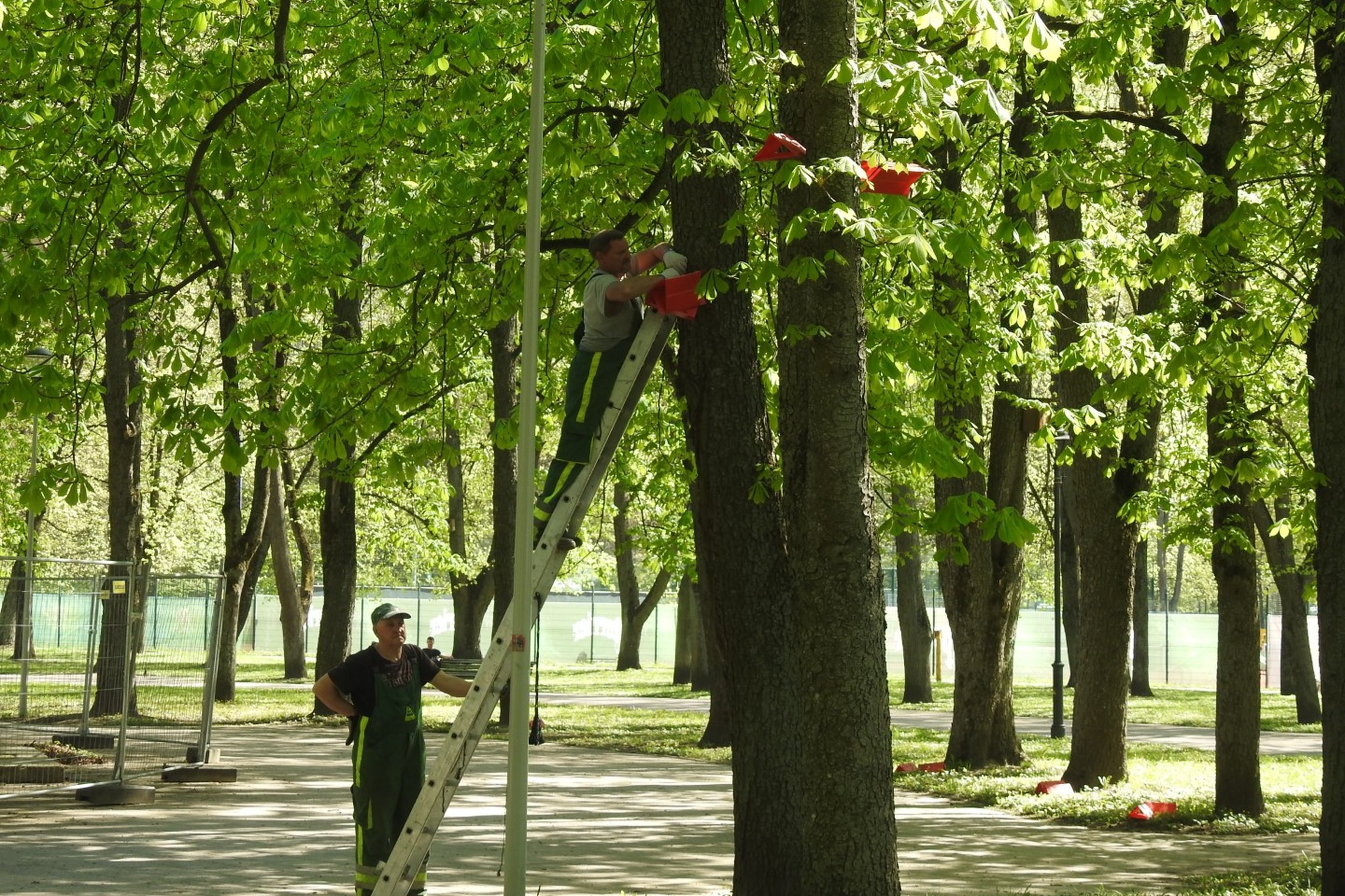 Pilių skvero kaštonai pasidabino raudonomis feromoninėmis gaudyklėmis. Į medį įremtos kopiečios, šalia jų stovi žmogus.