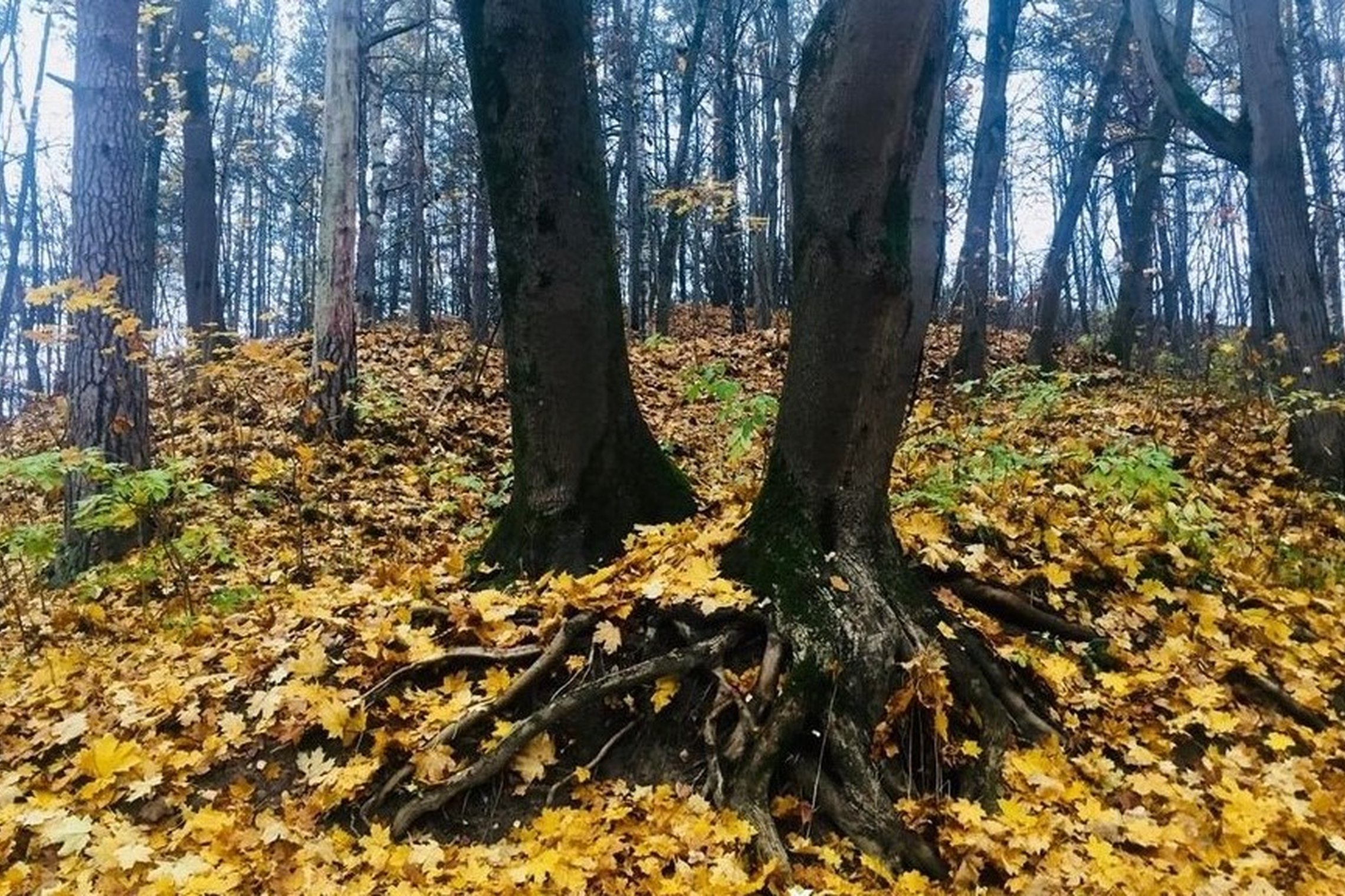 Iliustracija
