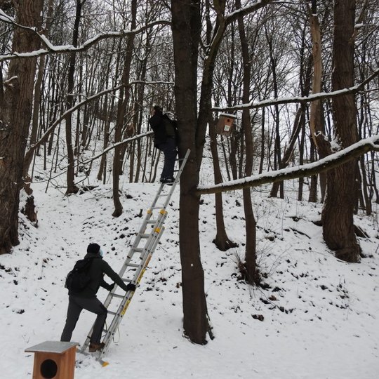 Nuotraukoje daug medžių. Žiema, daug sniego. Nuotraukos viduryje yra medis, į kurį atremtos stovi kopečios. Vienas žmogus laiko kopečias. Jis yra apsirengęs pilkos spalvos darbiniais rūbais, su kepure ir veidą dengenčia kauke. Kopečių viršuje yra kitas žm