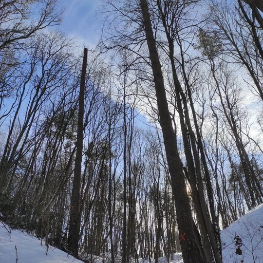Kalnų parkas ir visur labai daug sniego. Nuo sniego lūžusios per pusę pušys arba labai palinkusios ir keliančios pavojų.