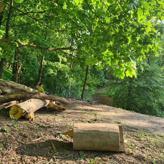 Netoli Bekešo kalno laiptų Vilniaus dailės akademijos link, palei Vilnios krantą, kelią pastojo nuvirtęs medis. Nuotraukoje jis jau supjaustytas kelmais.