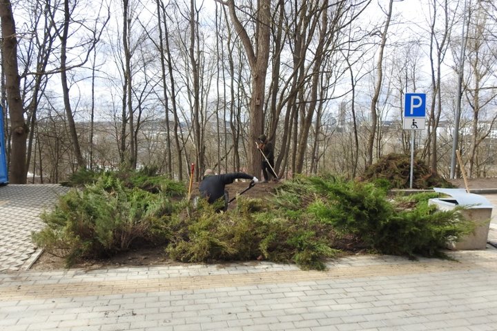 Sodinami didžiuliai kadugiai, kurie perkelti iš Piių parko gėlyno į Kalnų parką.
