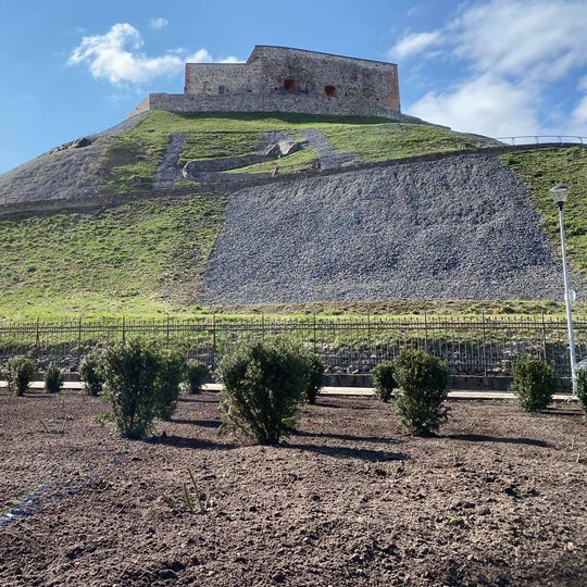Sutvarkytas Gedimino kalno papėdėje gėlynas. Susodinti kukmedžiai ir rožės. Rožės labai jaunos, tad nuotraukoje jų nesimato. Šviečia saulė ir yra graži pavasario diena.
