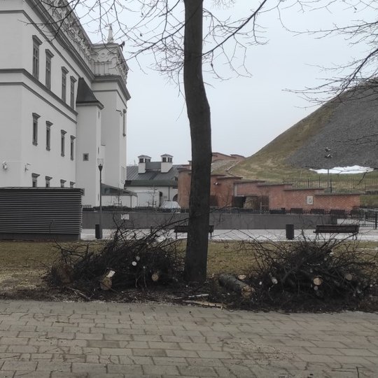 Šalia Valdovų rūmų sutvarkyta nulūžusi liepa.