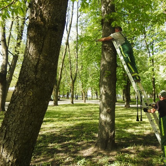 Pilių skvero kaštonai pasidabino raudonomis feromoninėmis gaudyklėmis. Vienas žmogus užlipęs ant kopiečių, kitas jas laiko. Aplinkui gaivi parko žaluma.