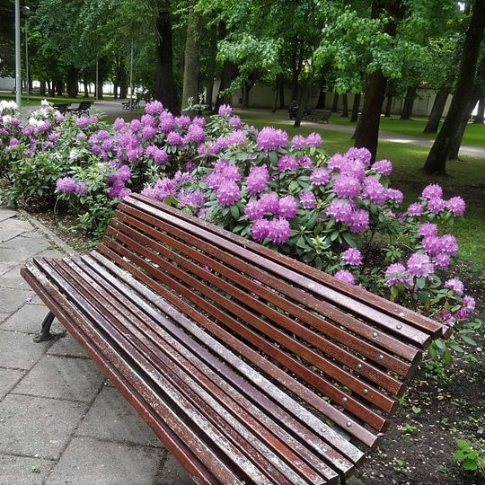 Pilių parko suolas. Už jo dideliais žiedais žydintis rododendras.