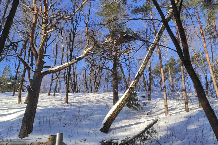Kalnų parkas ir visur labai daug sniego. Nuo sniego lūžusios per pusę pušys arba labai palinkusios ir keliančios pavojų.