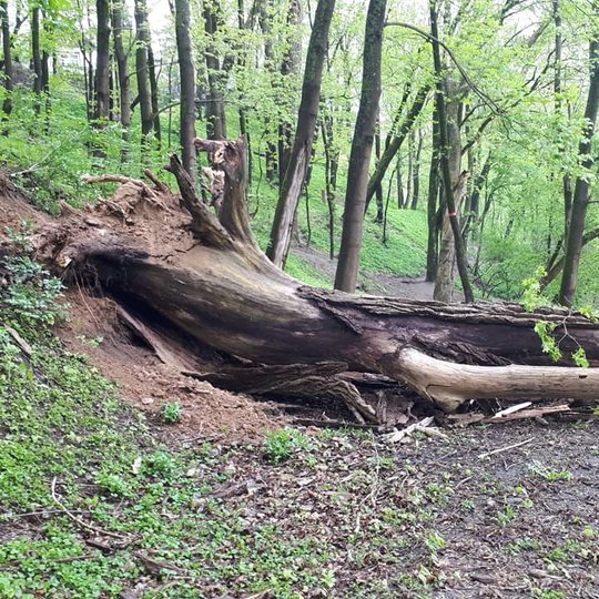 Netoli Bekešo kalno laiptų Vilniaus dailės akademijos link, palei Vilnios krantą, kelią pastojo nuvirtęs medis.
