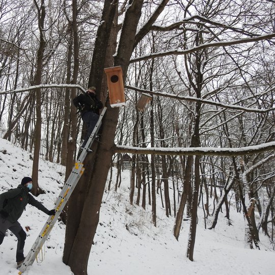 Nuotraukoje daug medžių. Žiema, daug sniego. Nuotraukos viduryje yra medis, į kurį atremtos stovi kopečios. Vienas žmogus laiko kopečias. Jis yra apsirengęs pilkos spalvos darbiniais rūbais, su kepure ir veidą dengenčia kauke. Kopečių viršuje yra kitas žm