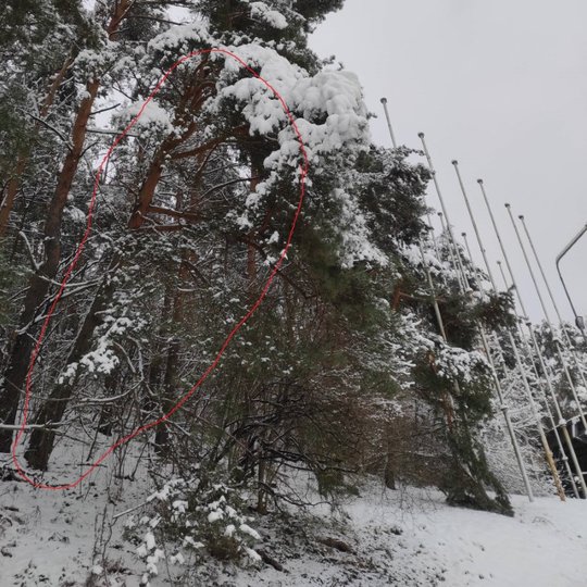 Dainų slėnio estrada. Dešinėje apsnigtas gražus pušynas. Visur daug sneigo. Darbininkas apžiūri pavojingai pasvirusias pušis. Jos bus nupjautos, nes kelią pavojų žmonėms.