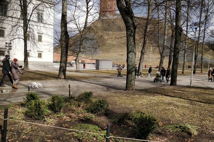  Po žiemos tvarkomi Pilių parko gėlynai. Yra nurenkamos eglių šakos, kurios žiemos metu dengė, saugojo nuo šalčių ir druskų pasodintas rožes. Vaiski ankstyvo pavasario diena. Kairėje stūkso Valdovų rūmai, nuotraukos viduryje - Gedimino kalnas ir Gedimino 