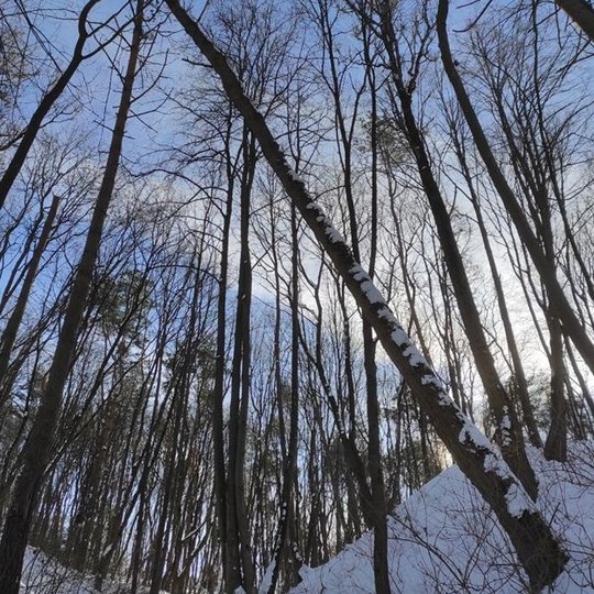 Kalnų parkas ir visur labai daug sniego. Nuo sniego lūžusios per pusę pušys arba labai palinkusios ir keliančios pavojų.