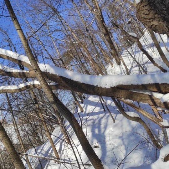 Kalnų parkas ir visur labai daug sniego. Nuo sniego lūžusios per pusę pušys arba labai palinkę ir keliantys pavojų medžiai.