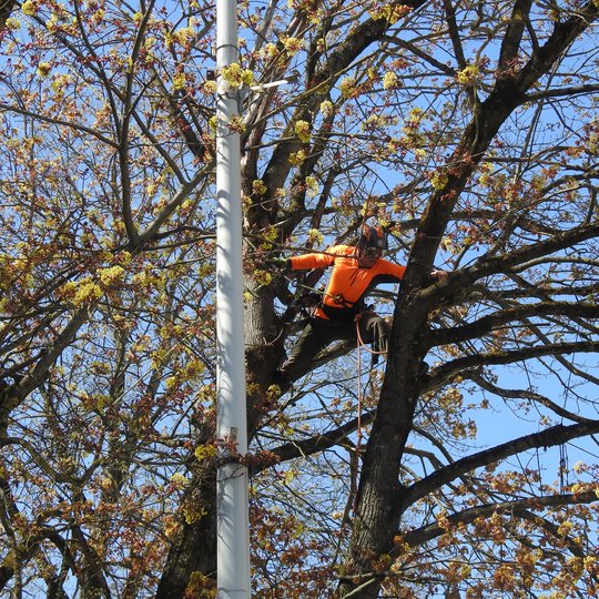 Tvarkomas Vilniaus katedros aikštės klevas. Specialistas kabo aukštai medyje. Jis tvirtinta ir palengvinta medžio lają, šalina džiūstančias, nulūžusias šakas.