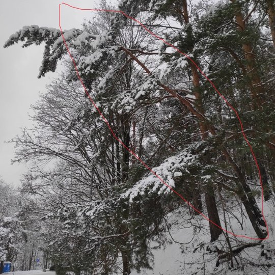 Dainų slėnio estrada. Dešinėje apsnigtas gražus pušynas. Visur daug sneigo. Darbininkas apžiūri pavojingai pasvirusias pušis. Jos bus nupjautos, nes kelią pavojų žmonėms.