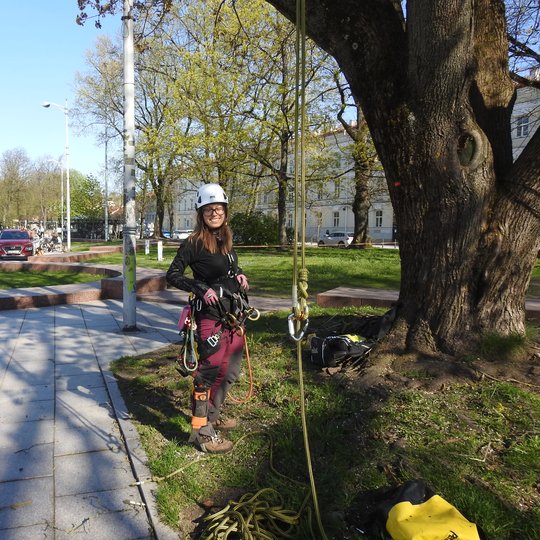 Tvarkomas Vilniaus katedros aikštės klevas. Arboristė mergina stovi šalia klevo. Ji pasiruošusi lipti į medį. Turi apsaugines virves su karabinais.