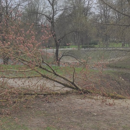 Antrasis medis atsigulė Bekešo kalno prieigose, prie Vilnios (Vilnelės).