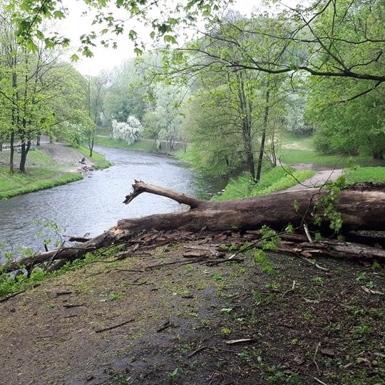 Netoli Bekešo kalno laiptų Vilniaus dailės akademijos link, palei Vilnios krantą, kelią pastojo nuvirtęs medis.
