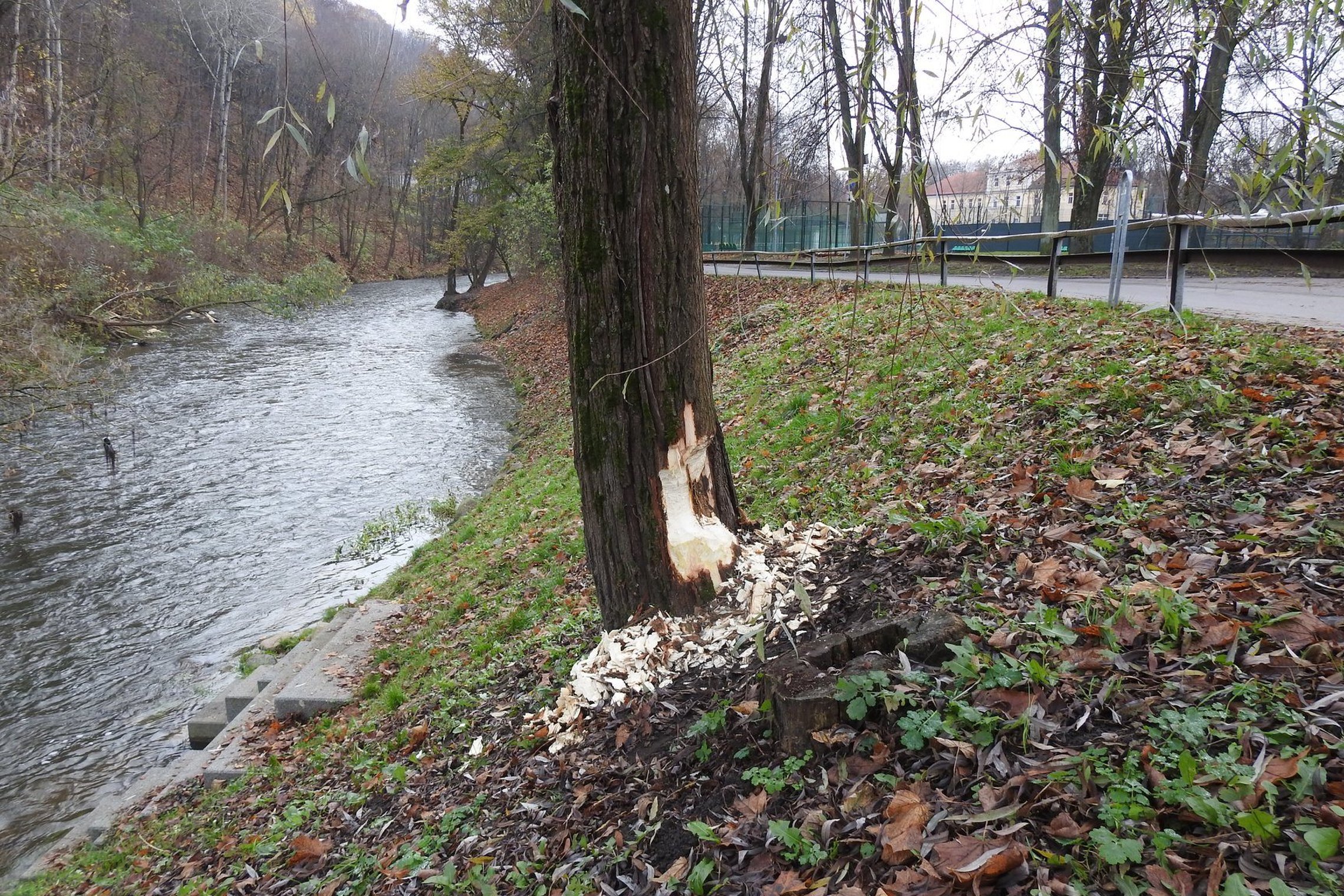  Ant sraunios upės Vilnelės šlaito storas medis. Jo viena pusė sužalota - šviežiai pragraužta bebro. Aplink mėtosi medžio pjuvenos ir lapai. Šalia medžio yra metalinė tvorelė, atitverianti medį nuo gatvės. Kitoje kelio pusėje – medeliai, o už jų – pastata