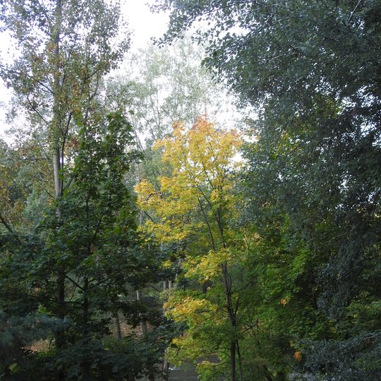 Iliustracija