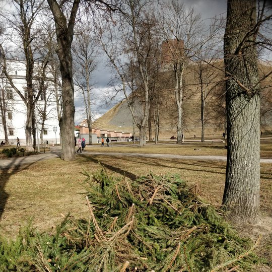 Po žiemos tvarkomi Pilių parko gėlynai. Yra nurenkamos eglių šakos, kurios žiemos metu dengė, saugojo nuo šalčių ir druskų pasodintas rožes. Vaiski ankstyvo pavasario diena. Kairėje stūkso Valdovų rūmai, nuotraukos viduryje - Gedimino kalnas ir Gedimino p