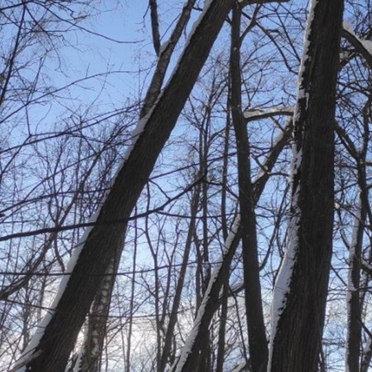Kalnų parkas ir visur labai daug sniego. Nuo sniego lūžusios per pusę pušys arba labai palinkę ir keliantys pavojų medžiai.