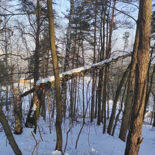 Kalnų parkas ir visur labai daug sniego. Nuo sniego lūžusios per pusę pušys arba labai palinkusios ir keliančios pavojų.