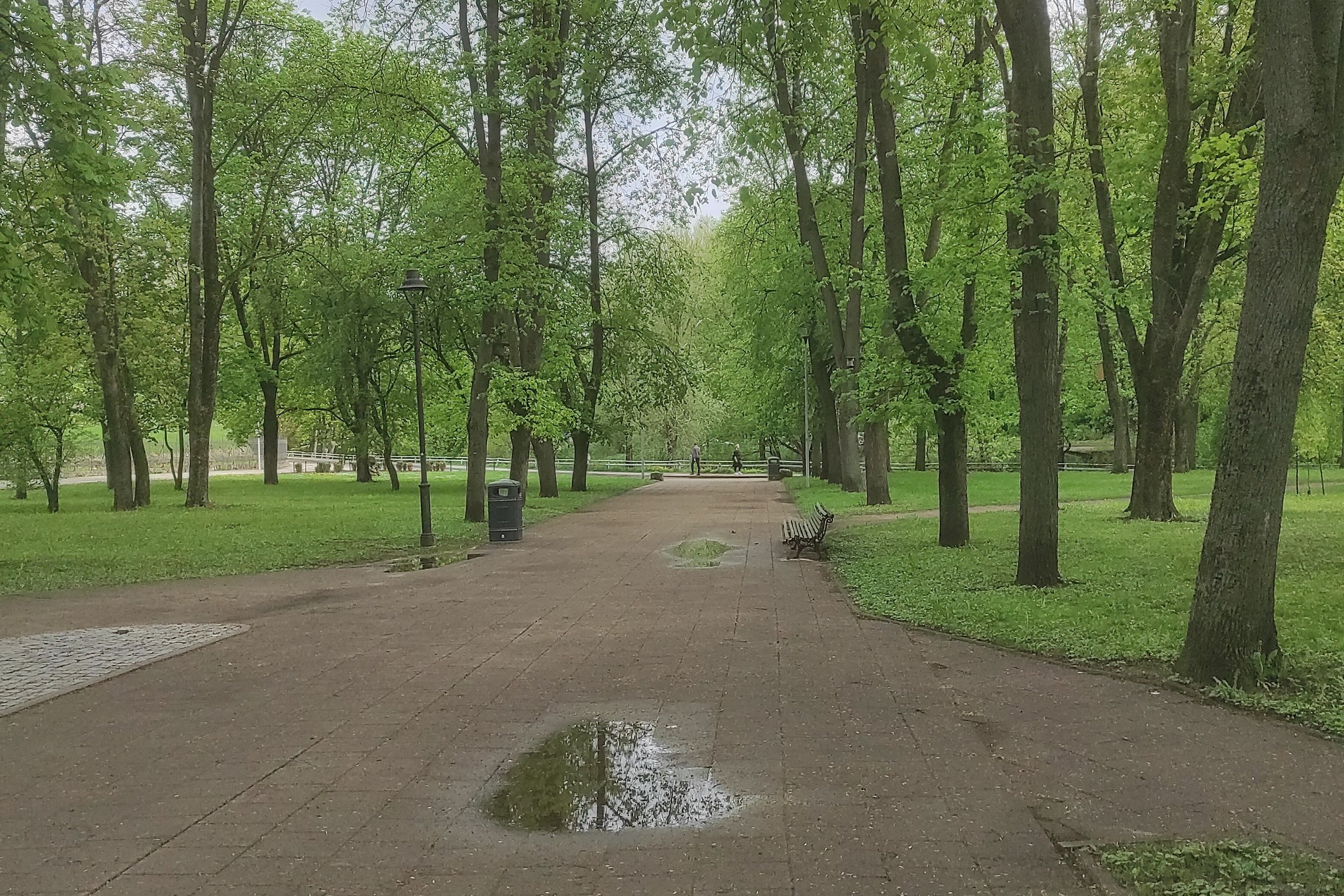 Pilių parko alėja po lietaus. Aplinkui aukšti medžiai. Viduryje tako lietaus bala. Gaivi pavasrio diena.