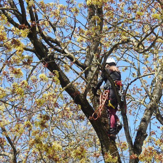 Tvarkomas Vilniaus katedros aikštės klevas. Specialistai kabo aukštai medyje. Jie tvirtinta ir palengvinta medžio lają, šalina džiūstančias, nulūžusias šakas.