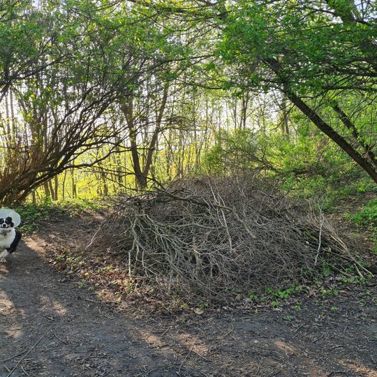 Iliustracija