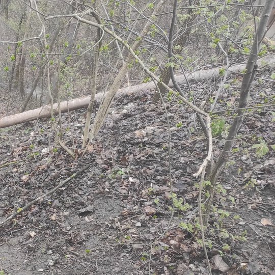 Vėjas išvertė kelius medžius. Pirmasis griuvo sausuolis ant Altanos kalno šlaito, einant nuo Didžiosios Griovos.