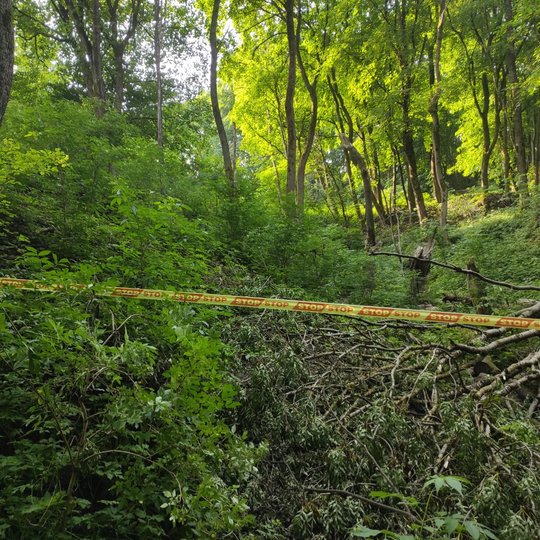 Vilniaus pilių Didžiojoje griovoje po liūčių neatlaikė keletą medžių. Vėjovarta užtvėrė kelią iš Didžiosios Griovos Krivių g. 42 link. Taip pat netoli Krivių g. naujos statybos daugiabučių kvartalo išguldyta dar keletą medžių. Šiuo metu vėjovartų vieta ap