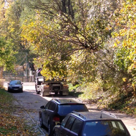 Auksinis ruduo, šviečia saulė, tačiau visur prilaužytą medžių. Medžiai lūžo dėl savo senumo, nes matosi, kad mediena pažeista, papuvus.Po palinkusiais medžiais stovi mašinos.