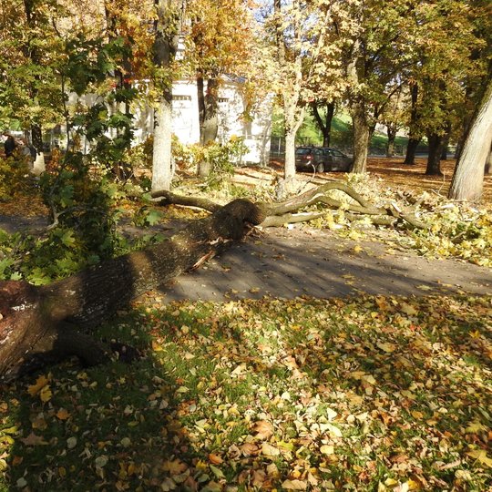Auksinis ruduo, šviečia saulė, tačiau visur prilaužytą medžių. Medžiai lūžo dėl savo senumo, nes matosi, kad mediena pažeista, papuvus.