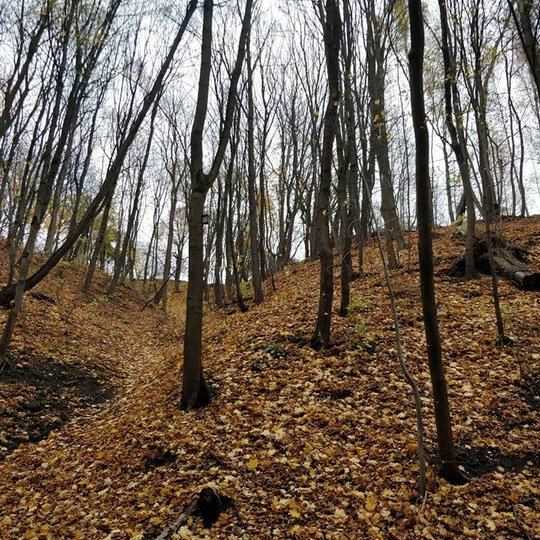 Kalnuota vieta su medžiais, kurie yra be lapų. Niuri be saulės diena.