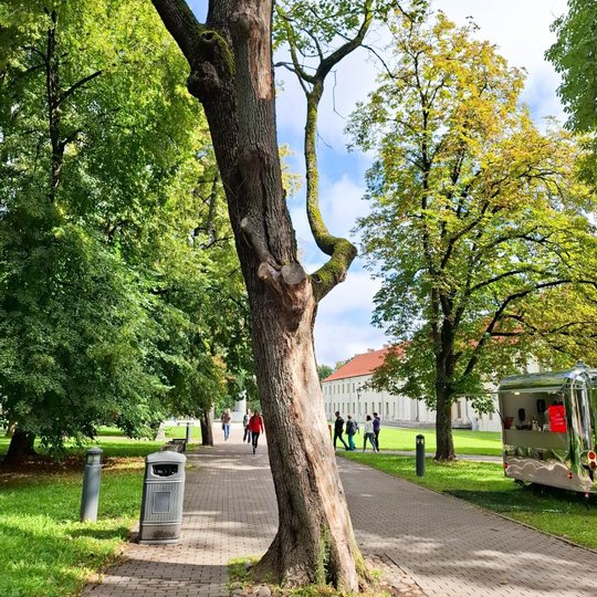 Pėsčiųjų take augančio medžio kamienas iš pietinės, pietrytinės pusių netekęs žievės. Į rytus nuo medžio stovi prekybos maistu vagonėlis.