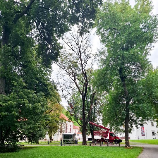 Prie Lietuvos nacionalinio muziejaus Naujojo arsenalo ir Valdovų rūmų vakarinio korpuso augantis medis yra šalinamas. Mobiliame bokštelyje pjauna viršutines medžio šakas.
