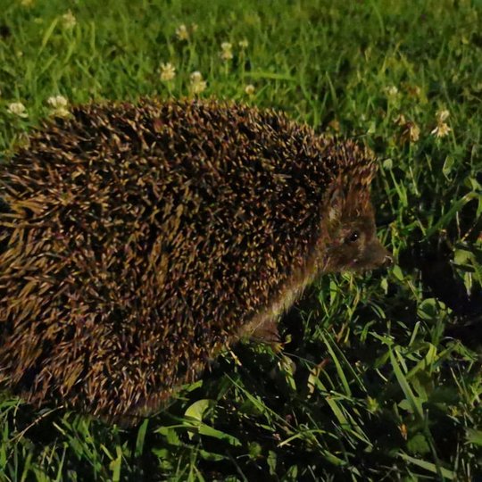 Tikras laukinis ežiukas naktyje. Vieta - Kalnų parkas.