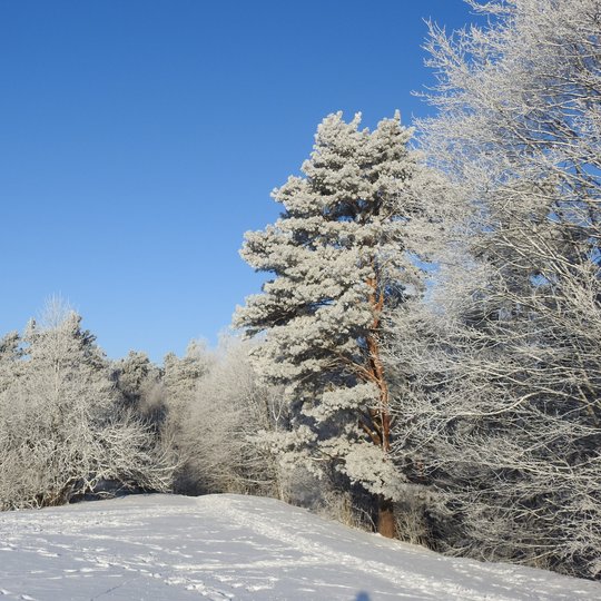 Stalo kalno viršukalnės vaizdas gražią saulėtą žiemos dieną. Centre yra kalno viršukalnė – lygi kaip stalas, baltu, puriu sniegu nuklota, su pakraščiuose pramintais takeliais, o ties viduriu pavienių pėdų išmintomis bridėmis. Abipus boluoja kalno papėdėje