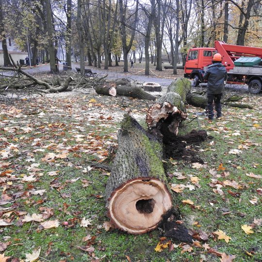 Toliau, maždaug ties medžio viduriu iš vienos medžio pusės stovi pjovėjai: jie abu su specialiais darbo drabužiais, oranžiniais šalmais, dešinėje stovintis turi rankoje pjūklą. Toliau yra geltonai – raudona įspėjama juosta, žyminti pavojingą darbo zoną. O