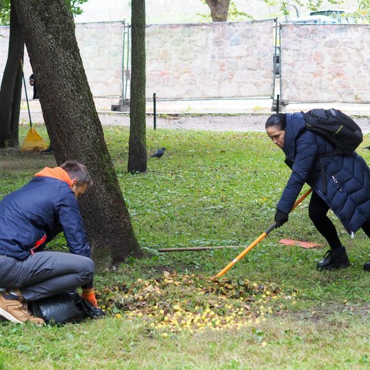 Savanoriai renka laukinės obels obuoliukus Sereikiškių parke, Aukštutinės pilies kalno papėdėje